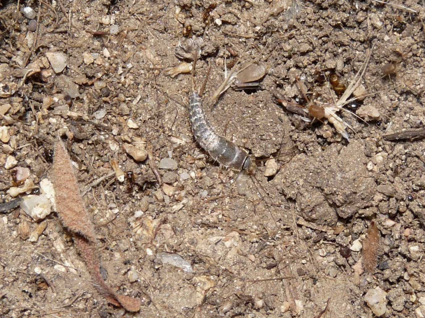 Lepismatidae dalla Gallura